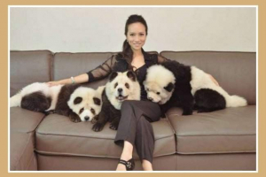 Rezident singapuru otočil chow chow na pandu Rezident singapuru otočil chow chow na pandu